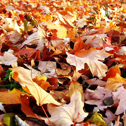 Autumn Gardening Tips