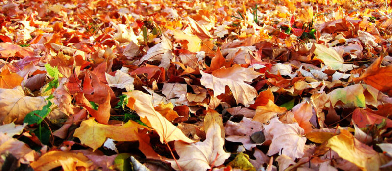 Autumn Gardening Tips