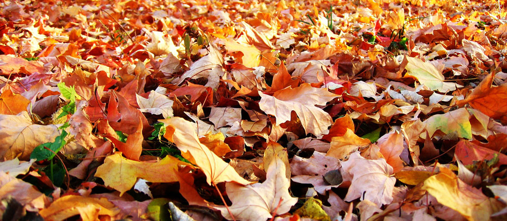Autumn Gardening Tips Autumn Gardening Tips