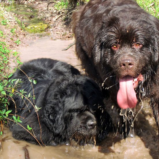 Muddy Dogs