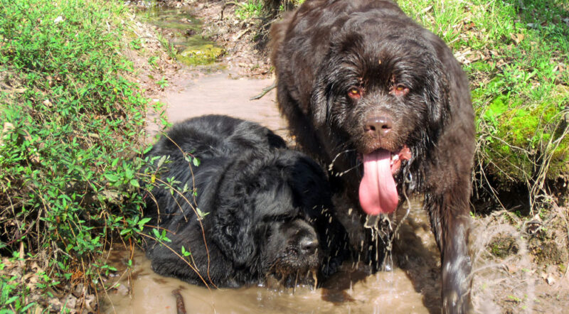 Muddy Dogs
