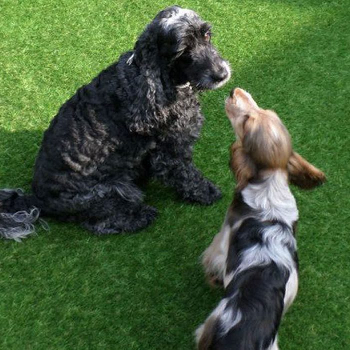 dogs