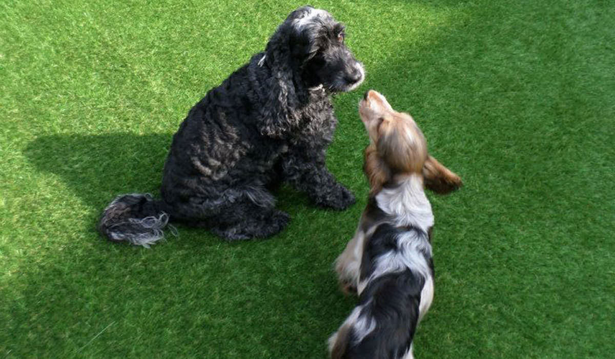 dogs dogs