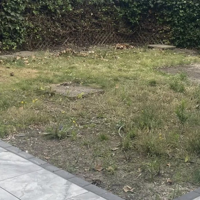 dried up lawn